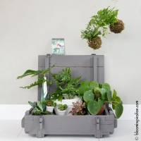 Stoer geschilderde kist met planten